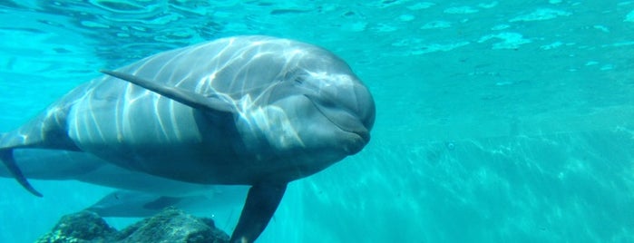 Dolphin Cove Underwater Viewing is one of สถานที่ที่ Fady ถูกใจ.