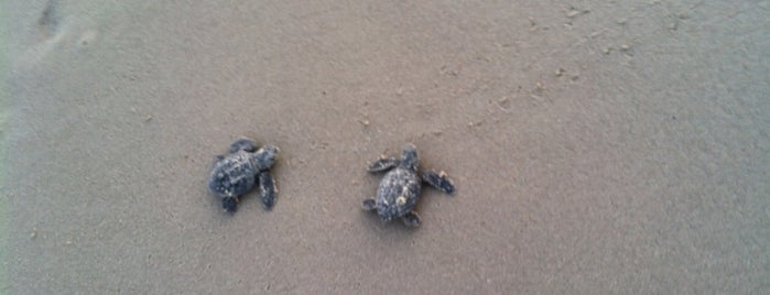Sea Turtle Release - Padre Island National Seashore is one of Beach Trip.