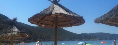 Corse