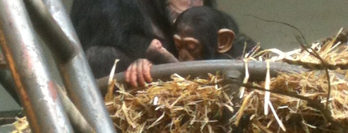 Chimpansees is one of ZOO.