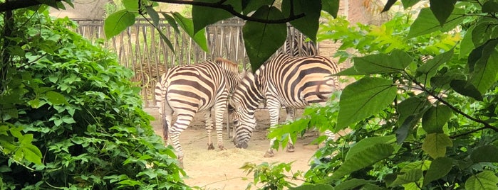 Chapman's Zebra is one of Tempat yang Disukai Teresa.
