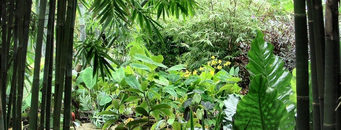 Tropical Bamboo Nursery & Gardens is one of Places to try this season.