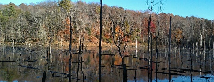 Calvert Cliffs State Park is one of Magda’s Liked Places.