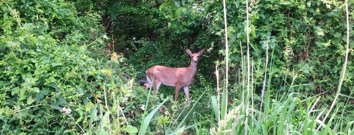 Bloomingdale Park is one of Kimmie's Saved Places.