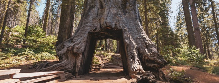 Tuolumne Grove of Giant Sequoias is one of Tempat yang Disukai Eric.
