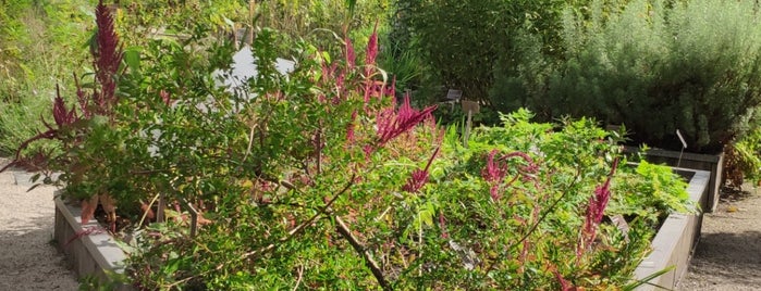 Vijver (De Hortus Botanicus) is one of Ams.