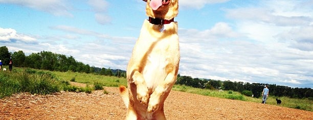 Marymoor Dog Park is one of Posti che sono piaciuti a Mouni.