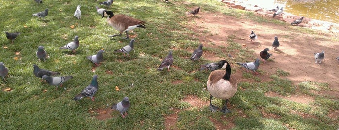 Lake South Duck Pond is one of Amusement.