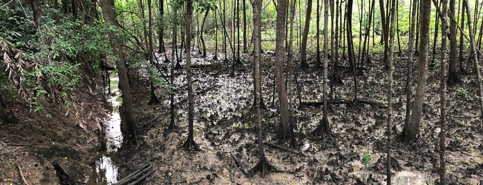 Pasir Ris Park - Pasir Ris Mangrove Swamp is one of Intrepidity.