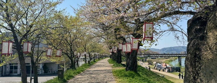 足羽川桜並木 is one of Sakura.