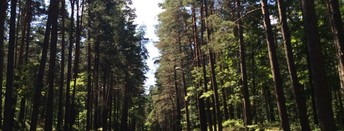 Лесной парк is one of FGhf : понравившиеся места.