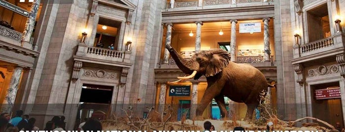 National Museum of Natural History is one of Most visited museums around the world.