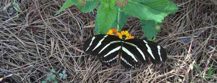 Butterfly Garden is one of Jacksonville.