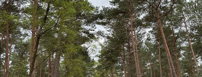 Swinley Forest is one of MTB.