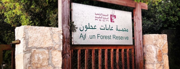 Ajloun Reserve is one of Äbdulaziz ✈️🧑‍💻さんのお気に入りスポット.