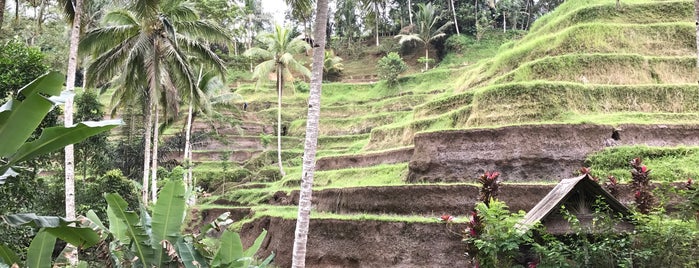 Tegallalang Rice Terraces is one of Lugares favoritos de MK.