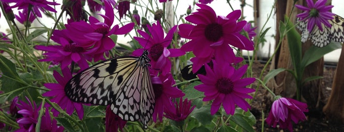 Butterfly World Project is one of Things to do around watford.