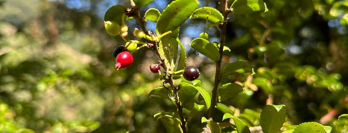Huckleberry Botanic Regional Preserve is one of East Bay to-do.