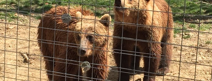 Rezervația de Urși / Libearty Bear Sanctuary is one of Jon’s Liked Places.