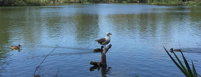 Stow Lake is one of The Sunset.