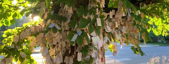 The Wishing Tree is one of Emily's Saved Places.