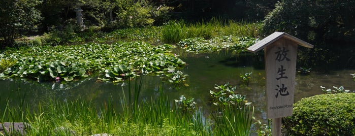 放生池 is one of 兼六園(Kenroku-en Garden).