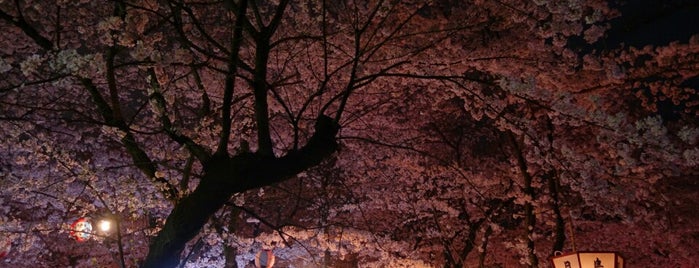 平野の夜桜 is one of 立てた京都3.