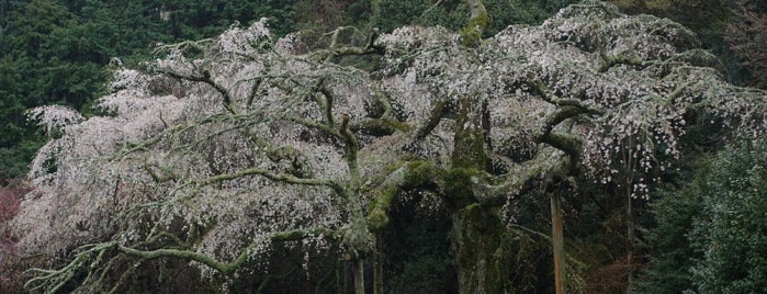 長興山のしだれ桜 is one of 箱根.