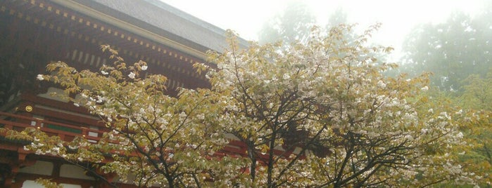 対面桜 is one of 高野山山上伽藍.