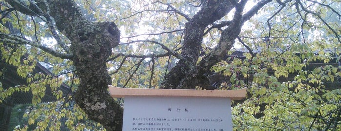 西行桜 is one of 高野山山上伽藍.
