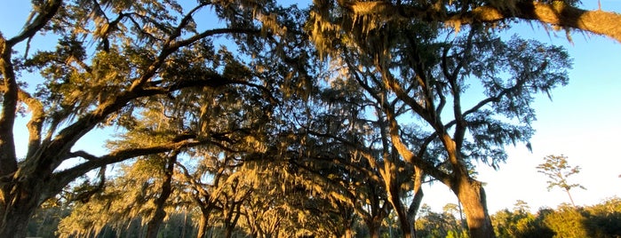 Majestic Oak Tree is one of Savannah.