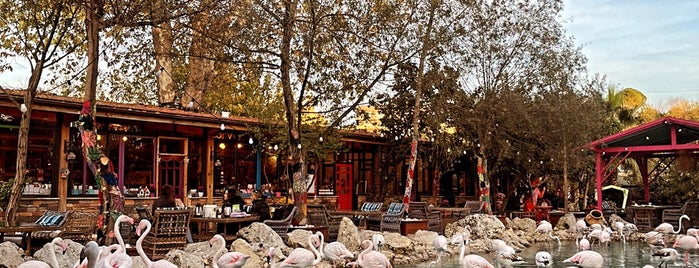 Flamingo Köy is one of Gezi.