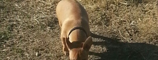 Dog Park is one of Lugares favoritos de Charles.