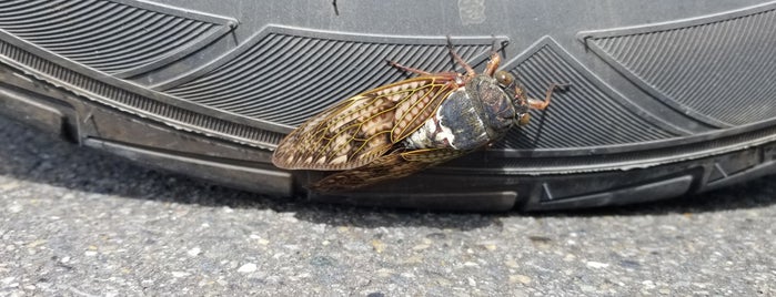 セブンイレブン