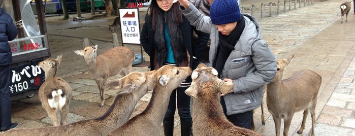 Nara Park is one of Japan Trip 2013.