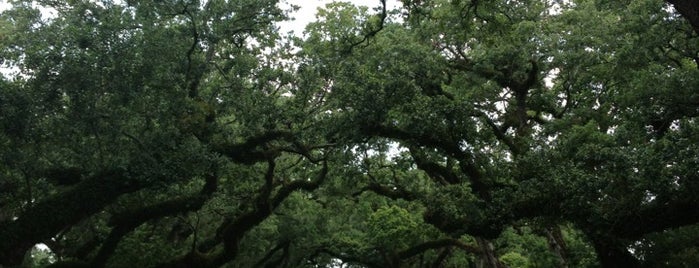 Oak Alley Plantation is one of To Do in New Orleans.