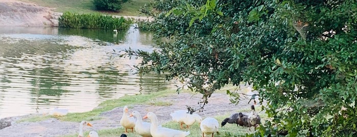 Duck Pond at Brushy Creek is one of Tempat yang Disukai Rebecca.