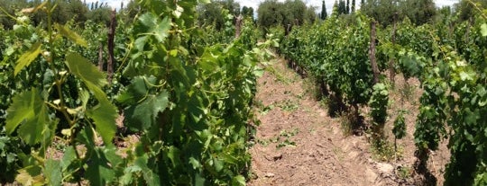 CarinaE Viñedos & Bodega is one of Argentina.