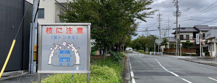 諏訪の桜トンネル is one of 愛知県の桜スポット.