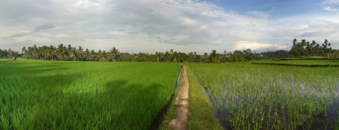 Rice Terraces Ubud Kaja is one of Bali.