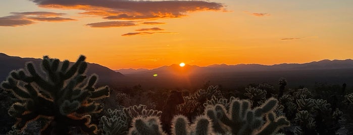 Cholla Cactus Garden is one of Psalm Sprangs.