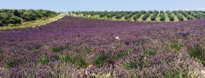 Route de Valensole is one of Lieux qui ont plu à Rui.