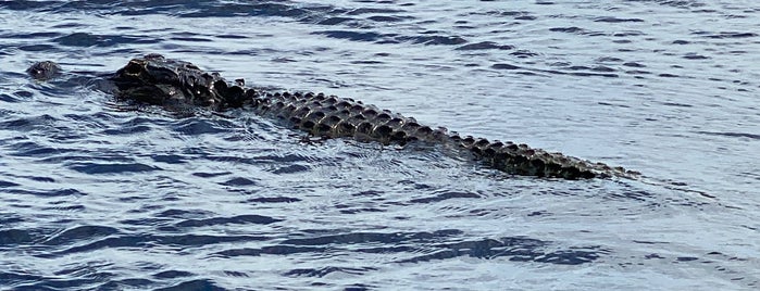 Everglades Airboat Tours is one of Catalina : понравившиеся места.