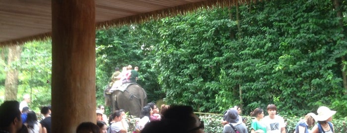 Elephant Ride @ S'pore Zoo is one of Singapore musts.