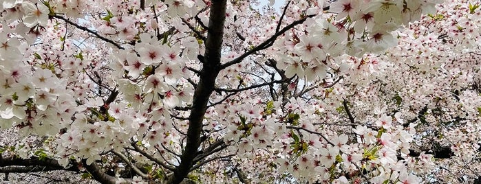 八幡屋公園 is one of 阿倍野界隈の避難場所.