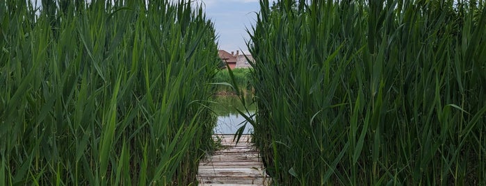Gyömrő Tőzeges tó is one of Sarolta Tóth.