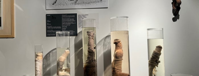 Icelandic Phallological Museum is one of Favorite places all over the World.