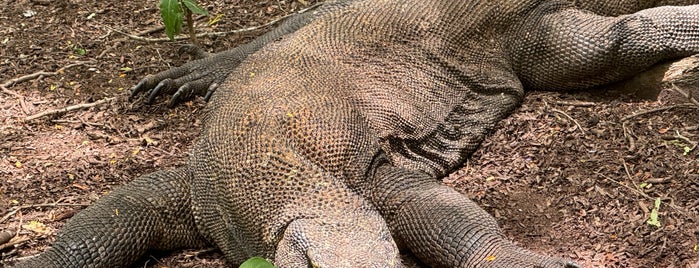 Komodo National Park is one of Southeast Asia.