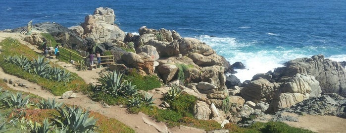 Roca Oceánica is one of Israel’s Liked Places.
