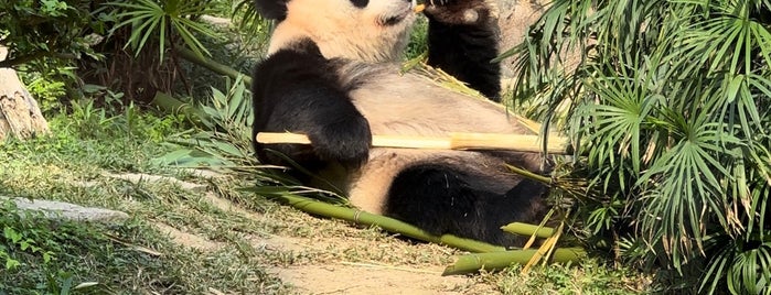 Macao Giant Panda Pavilion is one of Macau.